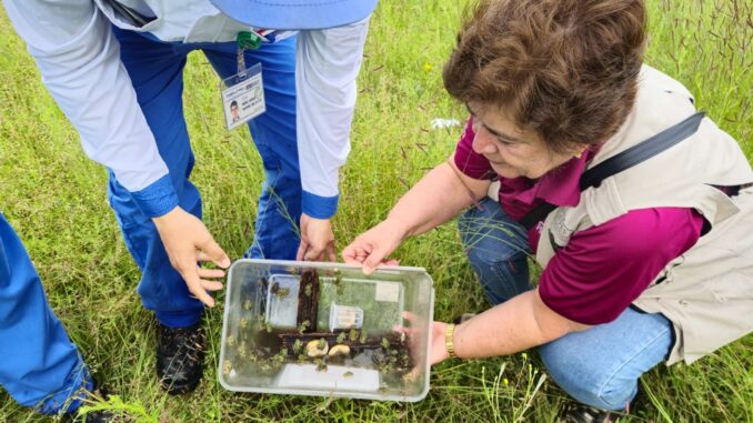 UAA participa en acciones de conservación y liberación de ejemplares de rana de madriguera