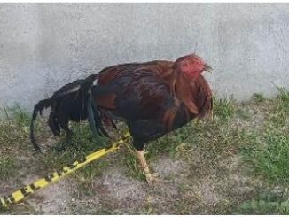 Recuperan un gallo reportado como robado