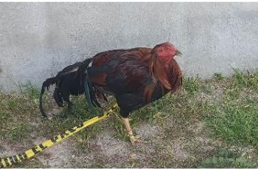 Recuperan un gallo reportado como robado