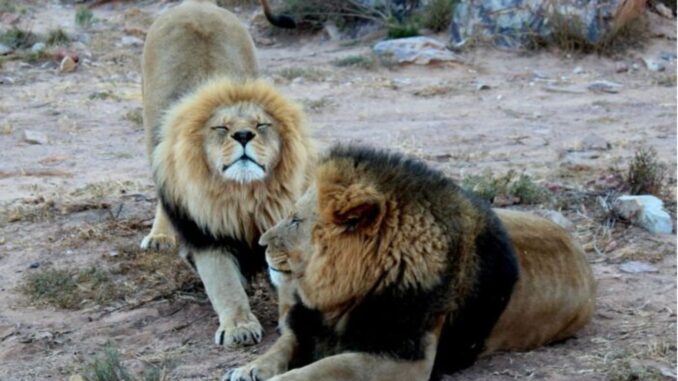 ¿Desde cuándo los leones comen humanos? Estudia analiza su dieta del pasado