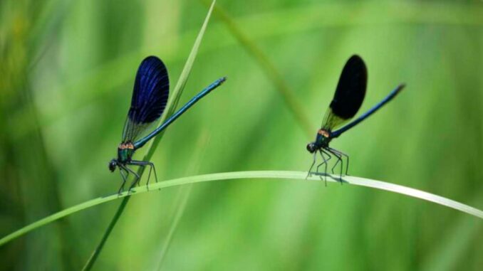 El declive de los insectos a causa de los 'agroquímicos' amenaza la salud del planeta