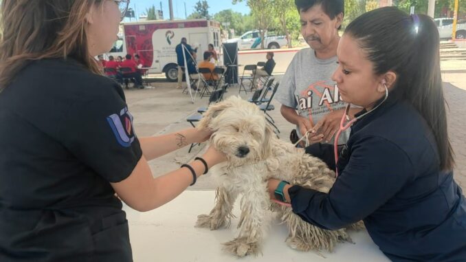 Este viernes, servicios veterinarios gratuitos en Margaritas, Jesús María