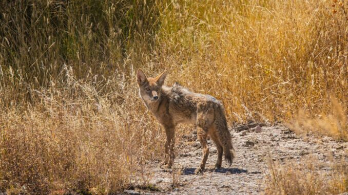 Coyote joven regresa a su hábitat gracias al proyecto DAN de la UAA