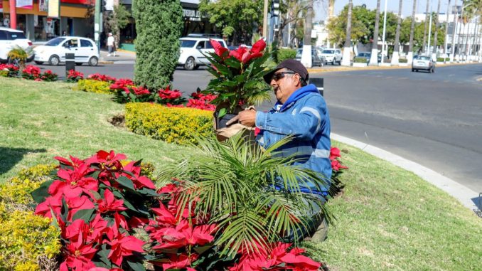 Adorna Municipio de Aguascalientes varios puntos de la Ciudad con Nochebuenas