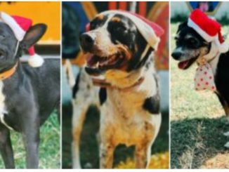Perritos del Metro CDMX llevarán cartas a Santa y a los Reyes Magos