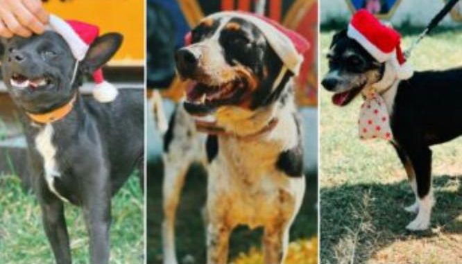 Perritos del Metro CDMX llevarán cartas a Santa y a los Reyes Magos