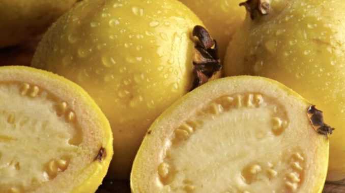 ¿Qué beneficios tiene el té de guayaba?