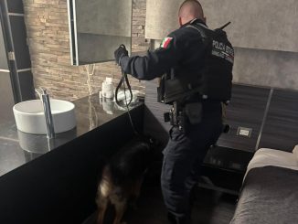 Aseguran elementos del Grupo K-9 envoltorio con crystal