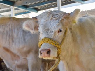 Lanzan apoyos para que pequeños productores mejoren la calidad de su ganadoLanzan apoyos para que pequeños productores mejoren la calidad de su ganado