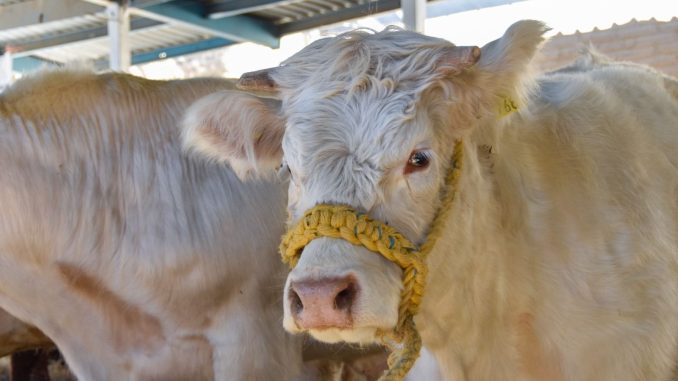 Lanzan apoyos para que pequeños productores mejoren la calidad de su ganadoLanzan apoyos para que pequeños productores mejoren la calidad de su ganado