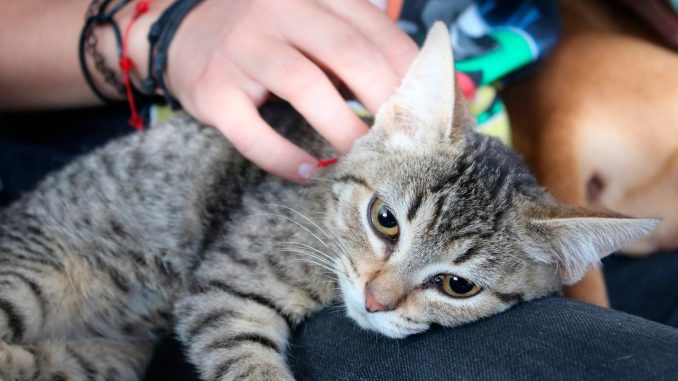Este viernes servicios veterinarios gratuitos en El Llano
