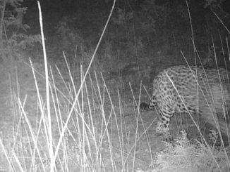 Académico de la UAA: pieza clave en el avistamiento del primer jaguar en Aguascalientes