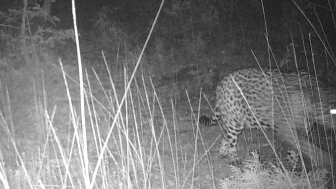 Académico de la UAA: pieza clave en el avistamiento del primer jaguar en Aguascalientes