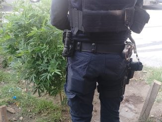 Aseguran planta de mariguana