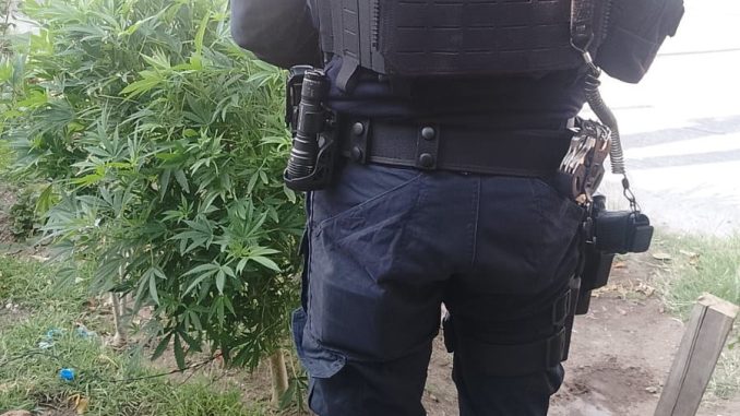 Aseguran planta de mariguana
