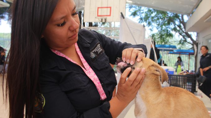Servicios veterinarios gratuitos en Pabellón de Arteaga
