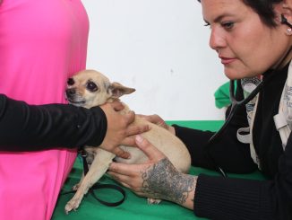 Este viernes habrá servicios veterinarios gratuitos en San Francisco de los Romo y Aguascalientes