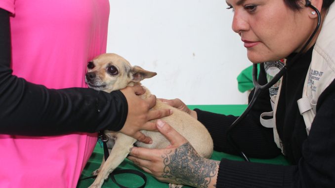 Este viernes habrá servicios veterinarios gratuitos en San Francisco de los Romo y Aguascalientes