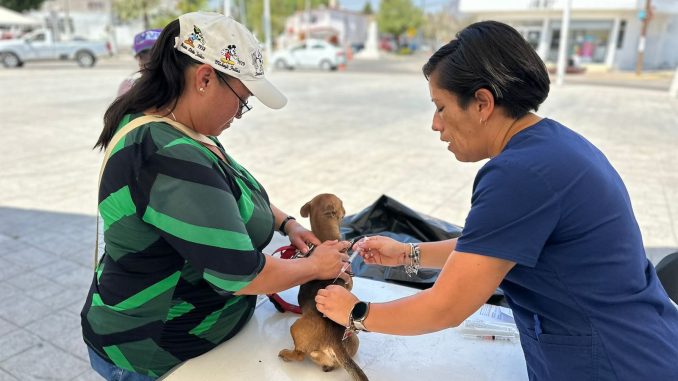 Servicios Veterinarios gratuitos este viernes en Rincón de Romos