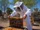 Gobierno del Estado apoya a productores de miel para que adquieran alimento para Abejas