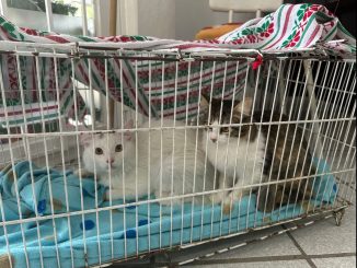 Anuncian nuevas fechas para la Campaña de Esterilización gratuita canina y felina