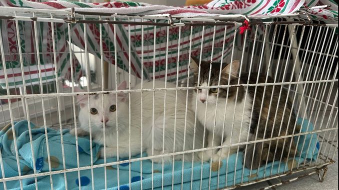 Anuncian nuevas fechas para la Campaña de Esterilización gratuita canina y felina
