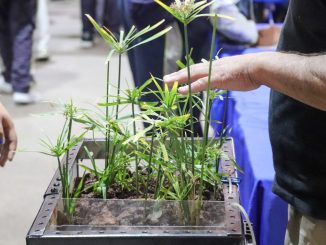 Abren Convocatoria al Premio Municipal de Cuidado del Medio Ambiente 2025