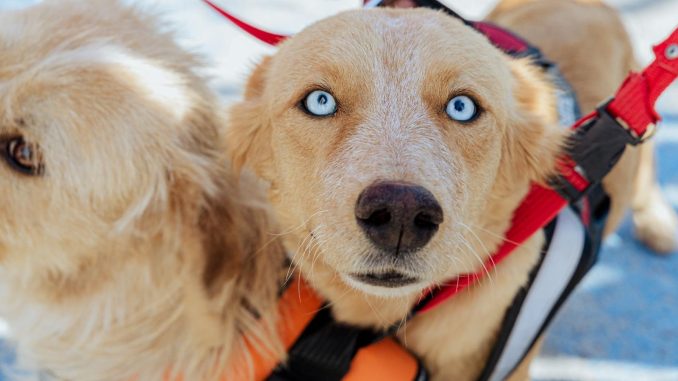 Se realizan más de 80 esterilizaciones en la colonia Obraje gracias a la campaña conjunta entre el Diputado Max Ramírez y el ISSEA