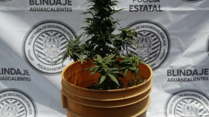 Policía Estatal asegura una planta de marihuana