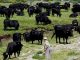 Ganaderos en México prevén extinción de toros de lidia en 2 años con "corridas sin sangre"