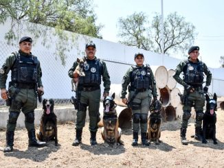 Policía Municipal da la bienvenida a nuevos integrantes caninos del Grupo Especial K9