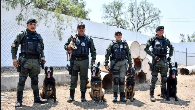 Policía Municipal da la bienvenida a nuevos integrantes caninos del Grupo Especial K9
