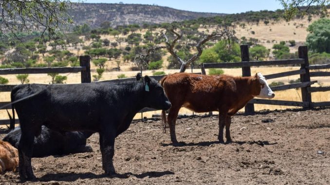 Invitan a productores a participar en Programa para mejora de su ganado