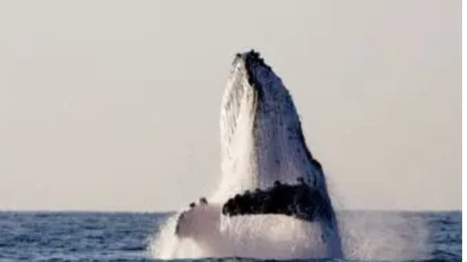 Así es cómo las ballenas inspiran nuevas formas para comunicarse con extraterrestres