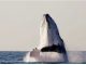 Así es cómo las ballenas inspiran nuevas formas para comunicarse con extraterrestres