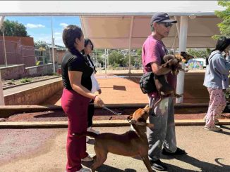 Los fraccionamientos Guadalupe Peralta y Morelos serán sede del Quirófano Veterinario Móvil
