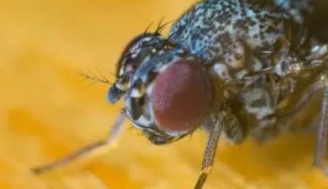 En solo dos segundos, esto es lo que una mosca deja en tu comida