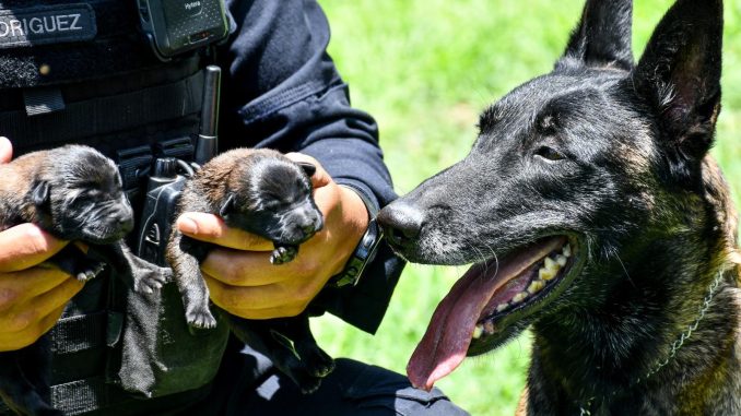 Nacen dos nuevos cachorros del Grupo K9 de la Policía Municipal de Aguascalientes