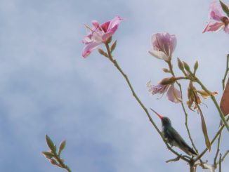 Observar y cuidar: Bióloga de la UAA destaca el valor educativo de los festivales de aves