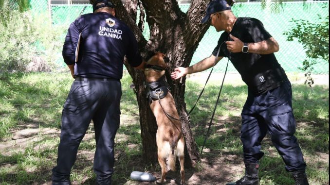Busca Grupo K-9 de la Policía Municipal Certificación en función policial y detección de olores