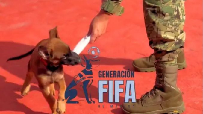 Marina presenta la ‘Generación FIFA’, cachorros entrenados para la seguridad en la Copa Mundial 2026