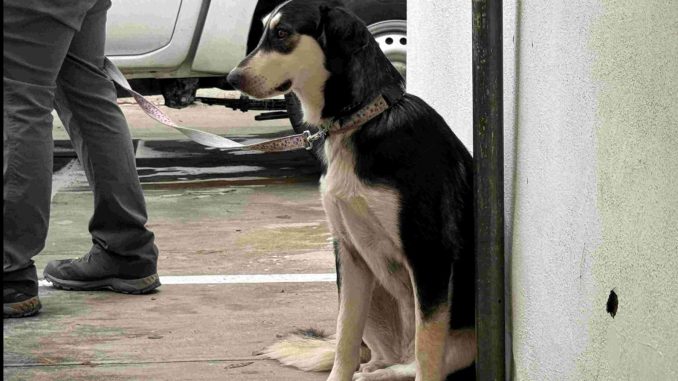 El Quirófano Veterinario Móvil lleva sus servicios de vacunación y desparasitación a Peñuelas