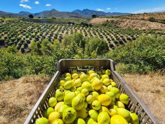 Gobierno de Aguascalientes impulsa la exportación de productos agroalimentarios