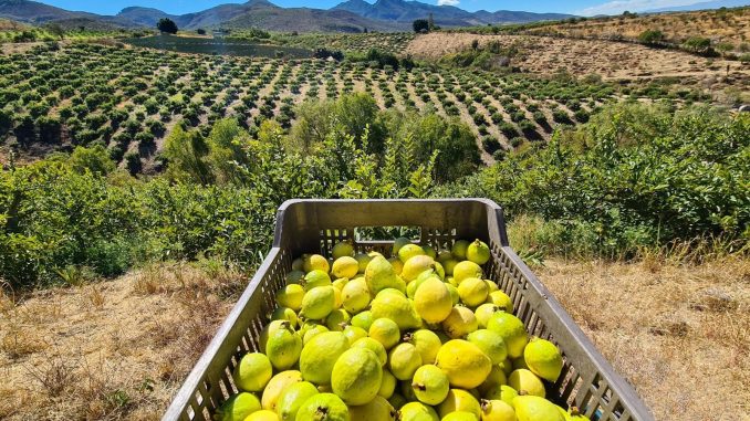 Gobierno de Aguascalientes impulsa la exportación de productos agroalimentarios