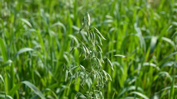 Invitan a productores Agropecuarios a participar en la Convocatoria para adquirir semilla de Avena