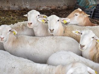Apoyarán a Mujeres productoras con borregos para que puedan repoblar sus establos; la Convocatoria abre este 1 de septiembre