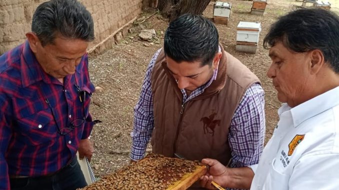 Agricultura refuerza control de abeja africana con cambio anual de Abeja Reina seleccionadas y mejoradas