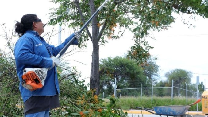 Implementa Servicios Públicos Brigadas de cuidado y control de plagas en árboles