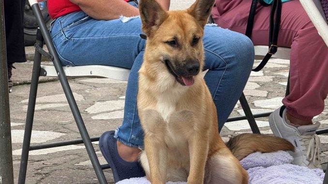Llevarán a cabo Jornadas de Esterilización gratuitas caninas y felinas en Casas del Bien Común