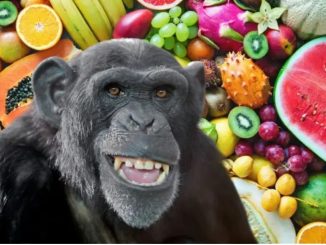 Estudio revela que los chimpancés ingieren el equivalente a dos copas de alcohol al día